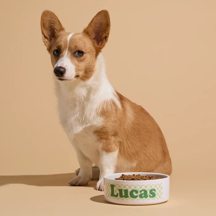 custom dog bowl