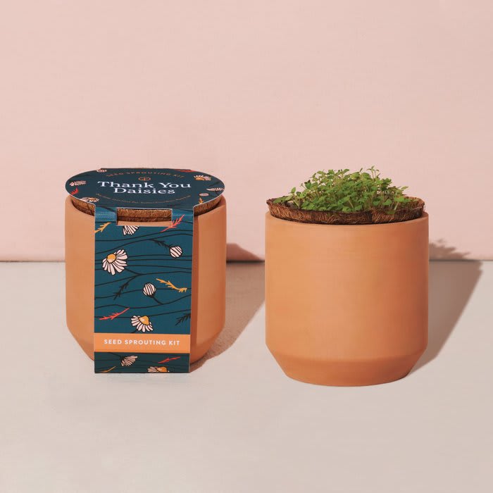 Plant daisy seeds grow kit wedding favors for guests