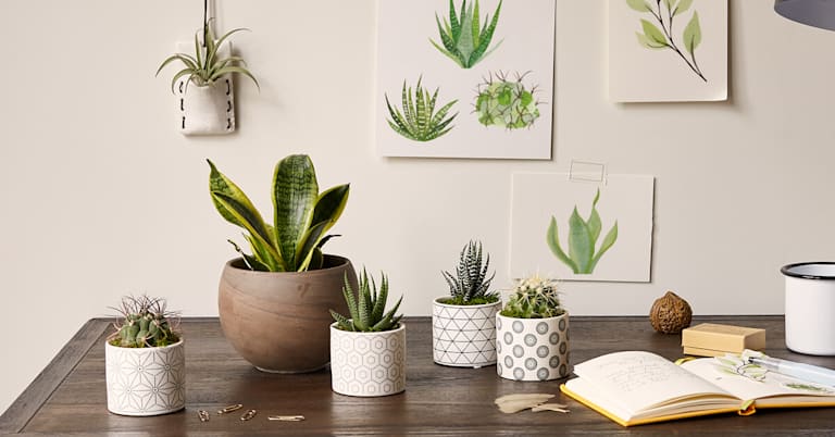 A variety of succulents in pots on a table