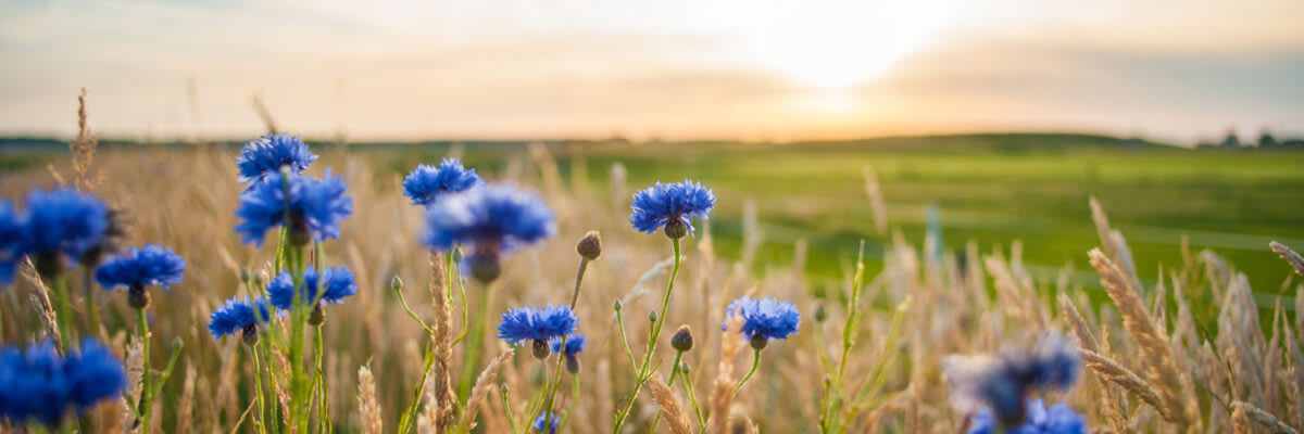 Kornblume