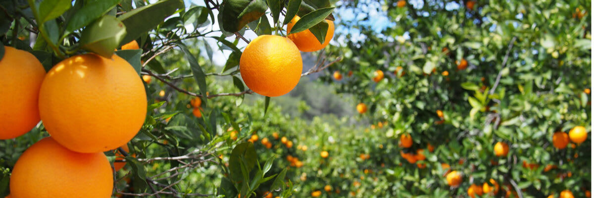 Vielseitige Orangenblüten