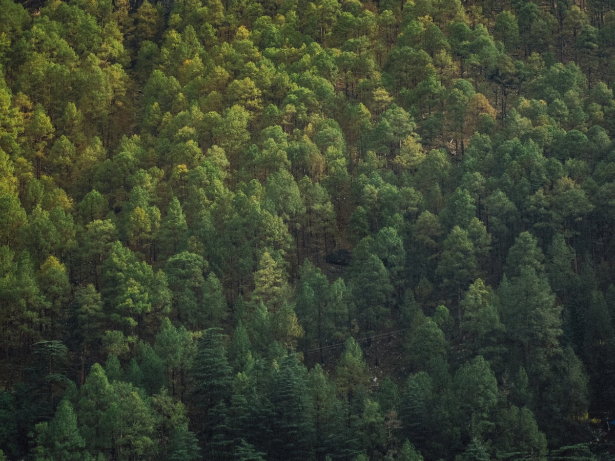 A picture of forest in Kasol. Taken on Canon IXUS 120.