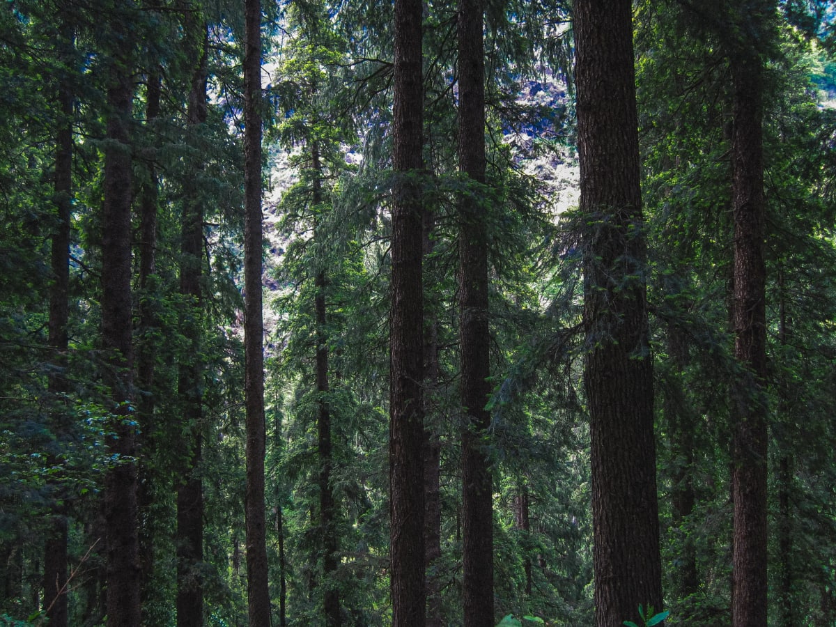 A picture of Kheerganga Forest in Himachal Pradesh.