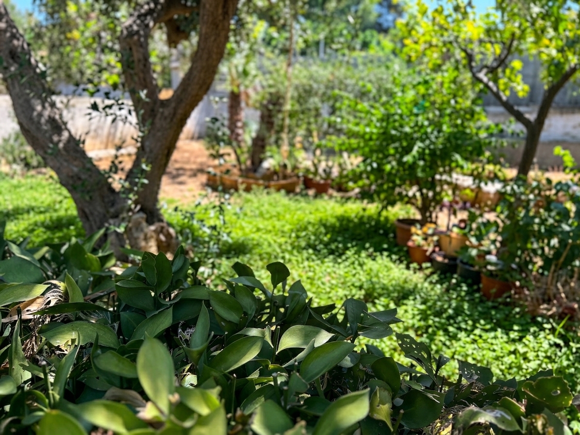 Baglio Ritunnu garden view