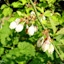 blueberry_98