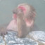 どんぐり