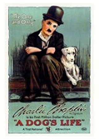 犬の生活