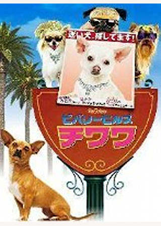 ビバリーヒルズ・チワワ