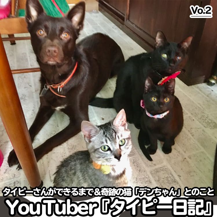 大人気youtuber タイピーさんができるまで 奇跡の猫 でんちゃん とのこと Vivi