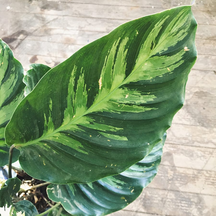 Calathea Louisae | Vivo Boreal