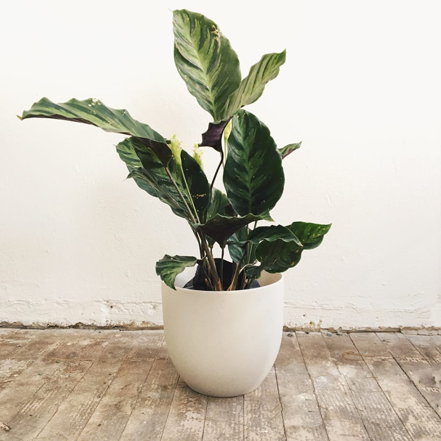 Calathea Louisae | Vivo Boreal