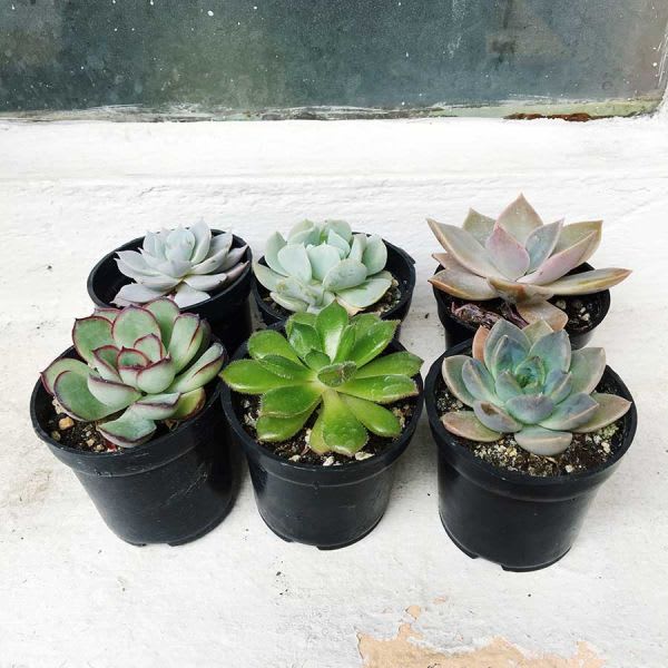 Suculentas Pequeñas x6