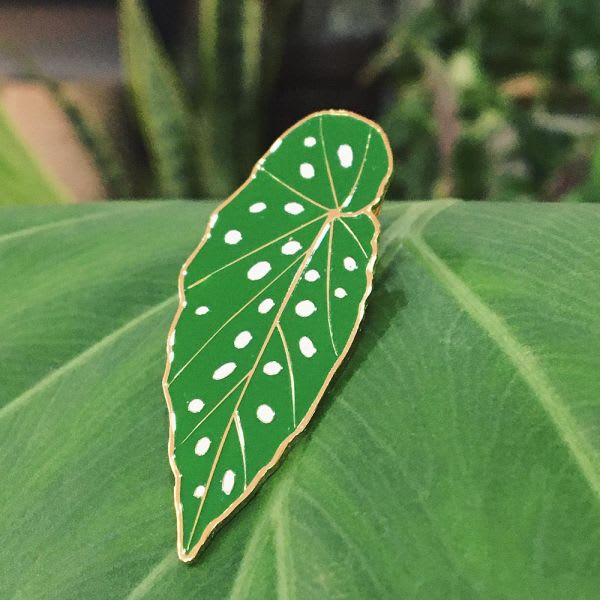 Pin Begonia Maculata - Imagen 2