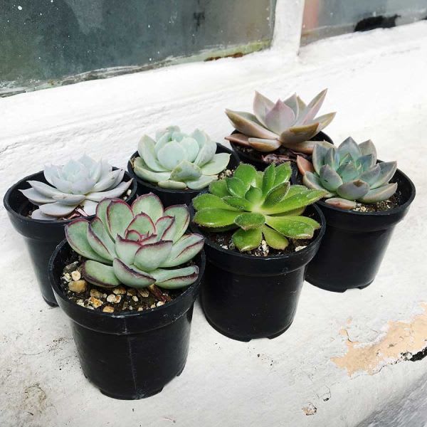 Suculentas Pequeñas x6 - Imagen 2