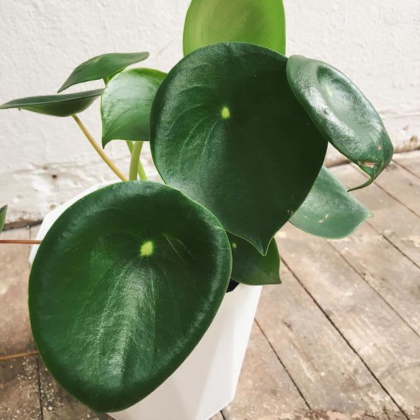 Peperomia Polybotrya - Imagen 2