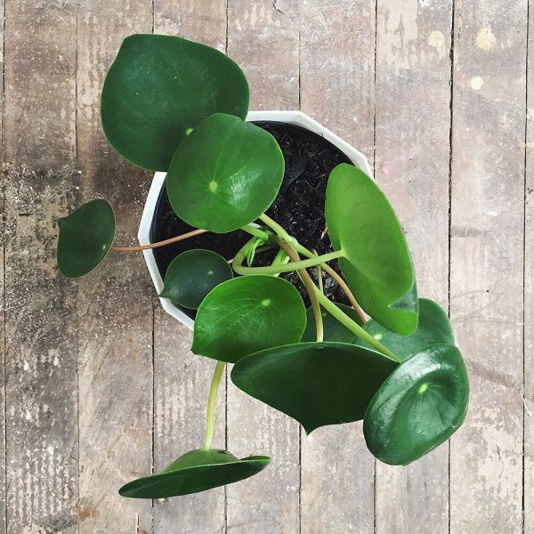 Peperomia Polybotrya - Imagen 3
