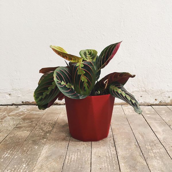 Maranta Leuconeura
