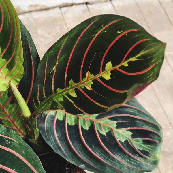 Maranta Leuconeura - Imagen 2