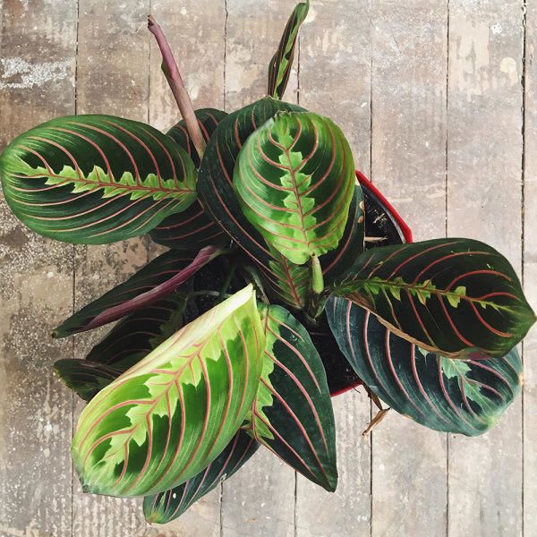 Maranta Leuconeura - Imagen 3