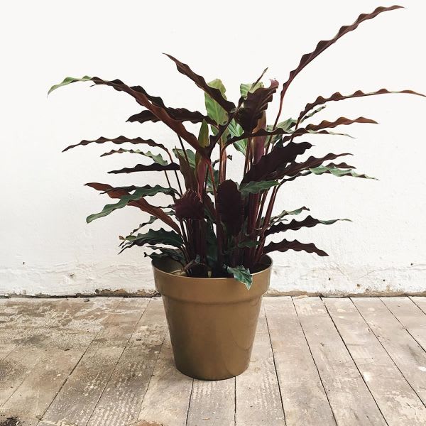 Calathea Rufibarba