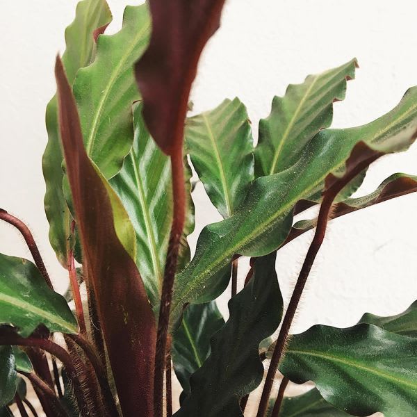 Calathea Rufibarba - Imagen 2