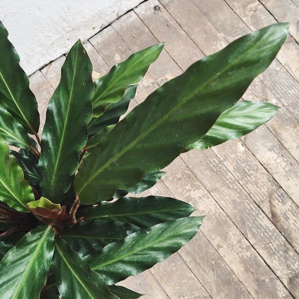 Calathea Rufibarba - Imagen 3