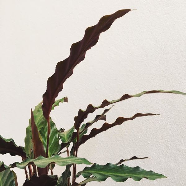 Calathea Rufibarba - Imagen 4
