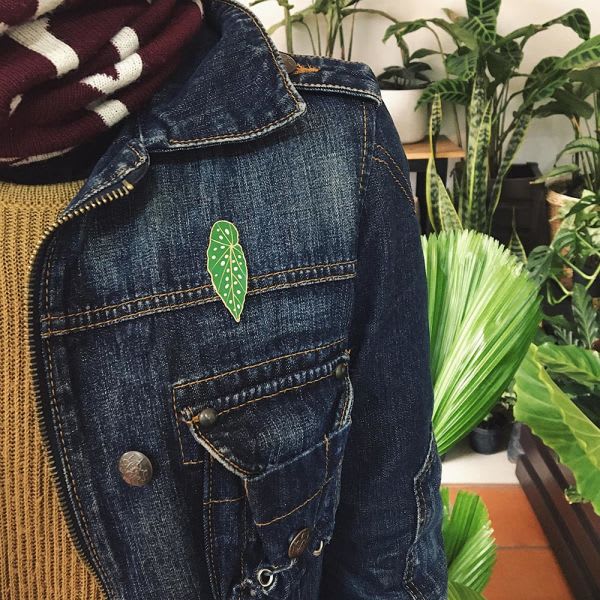 Pin Begonia Maculata - Imagen 4