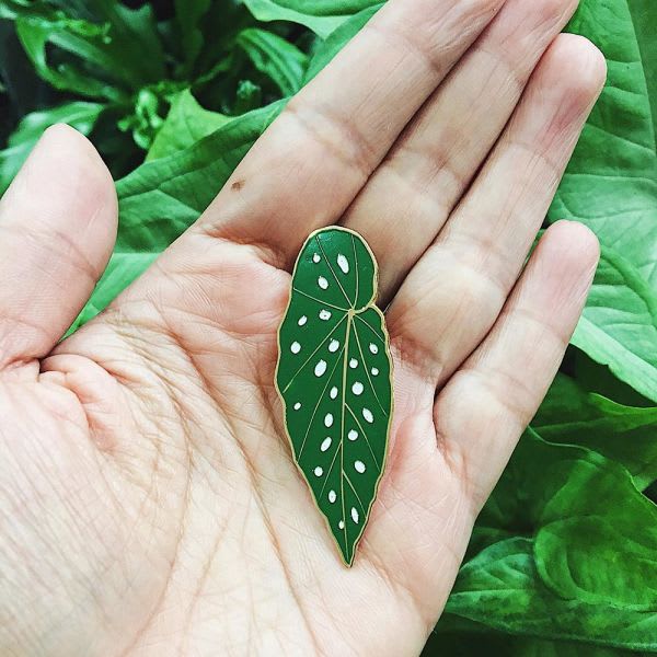 Pin Begonia Maculata - Imagen 5