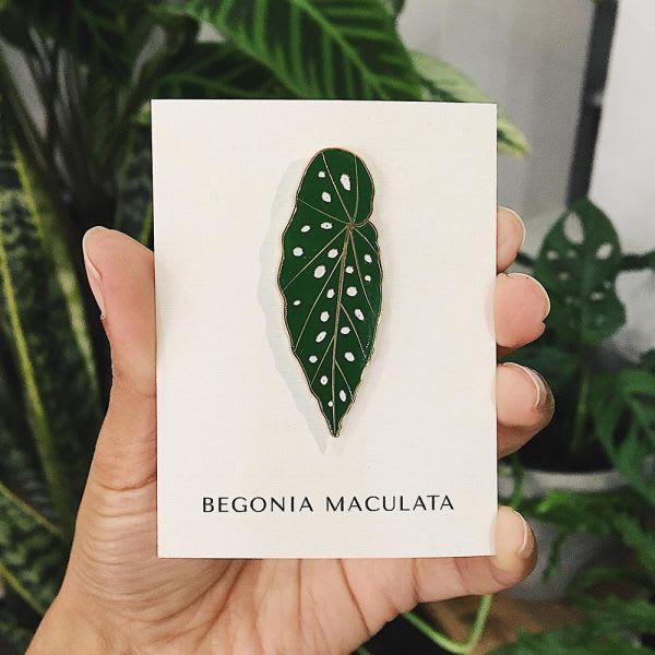 Pin Begonia Maculata - Imagen 6