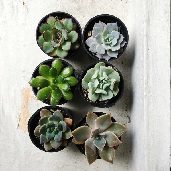 Suculentas Pequeñas x6 - Imagen 3