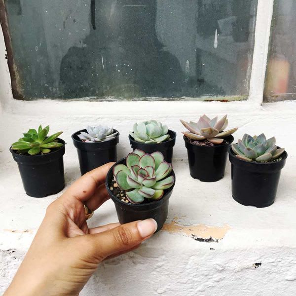 Suculentas Pequeñas x6 - Imagen 4