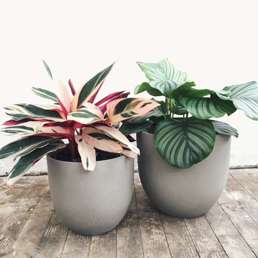 Stromanthe Triostar - Imagen 4