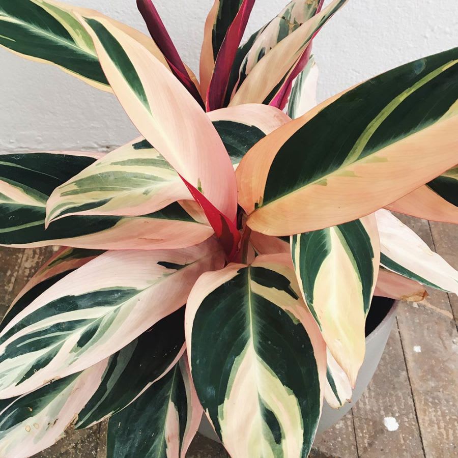 Stromanthe Triostar - Imagen 2