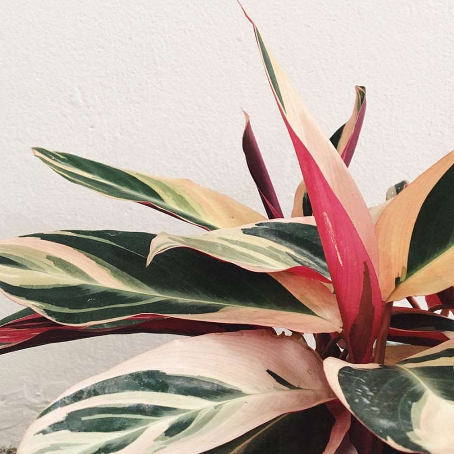 Stromanthe Triostar - Imagen 3