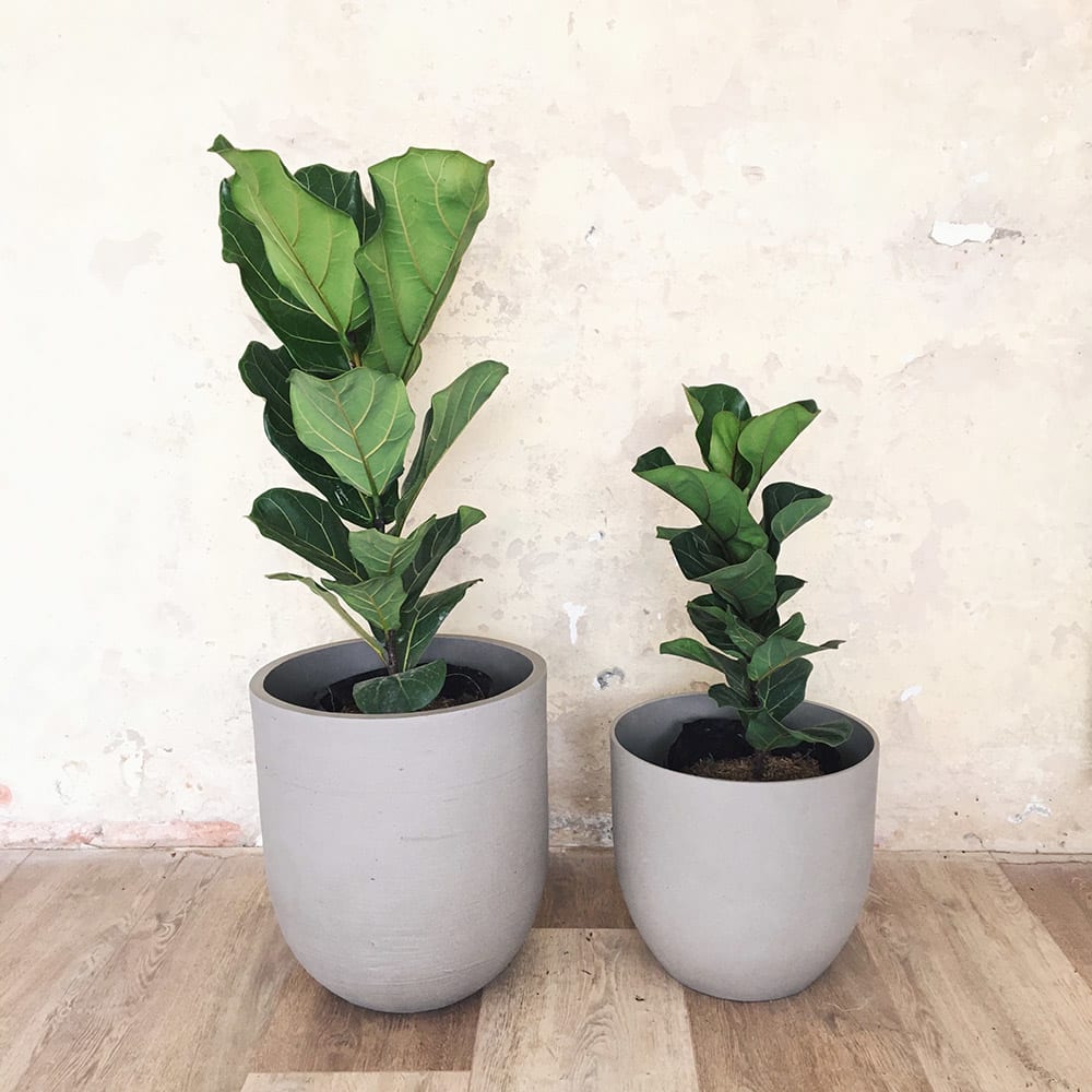 Ficus Lyrata - Imagen 4