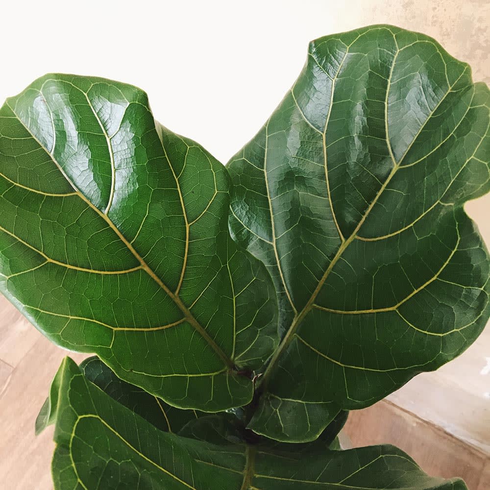 Ficus Lyrata - Imagen 2
