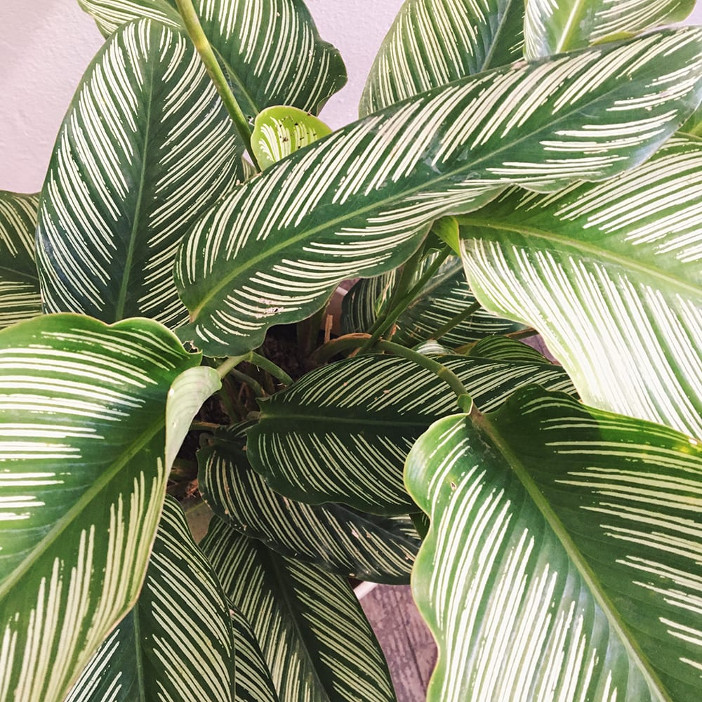 Calathea Majestica - Imagen 2