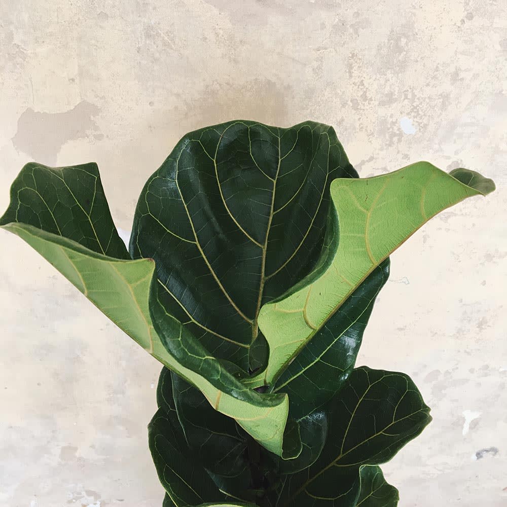 Ficus Lyrata - Imagen 3