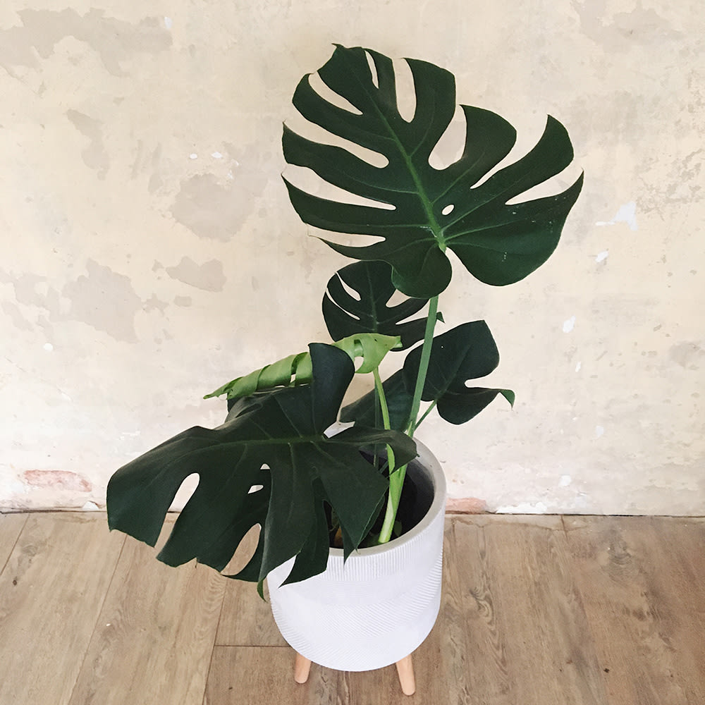 Monstera deliciosa - Imagen 3
