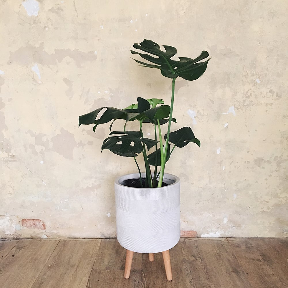 Monstera deliciosa
