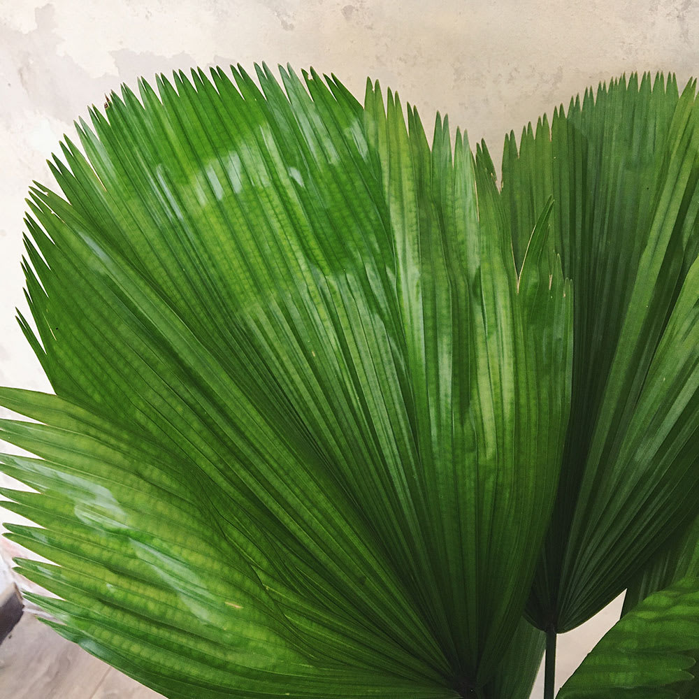 Palma licuala - Imagen 2