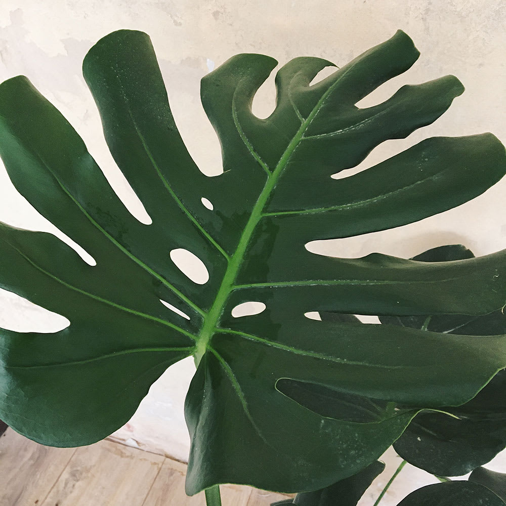 Monstera deliciosa - Imagen 2