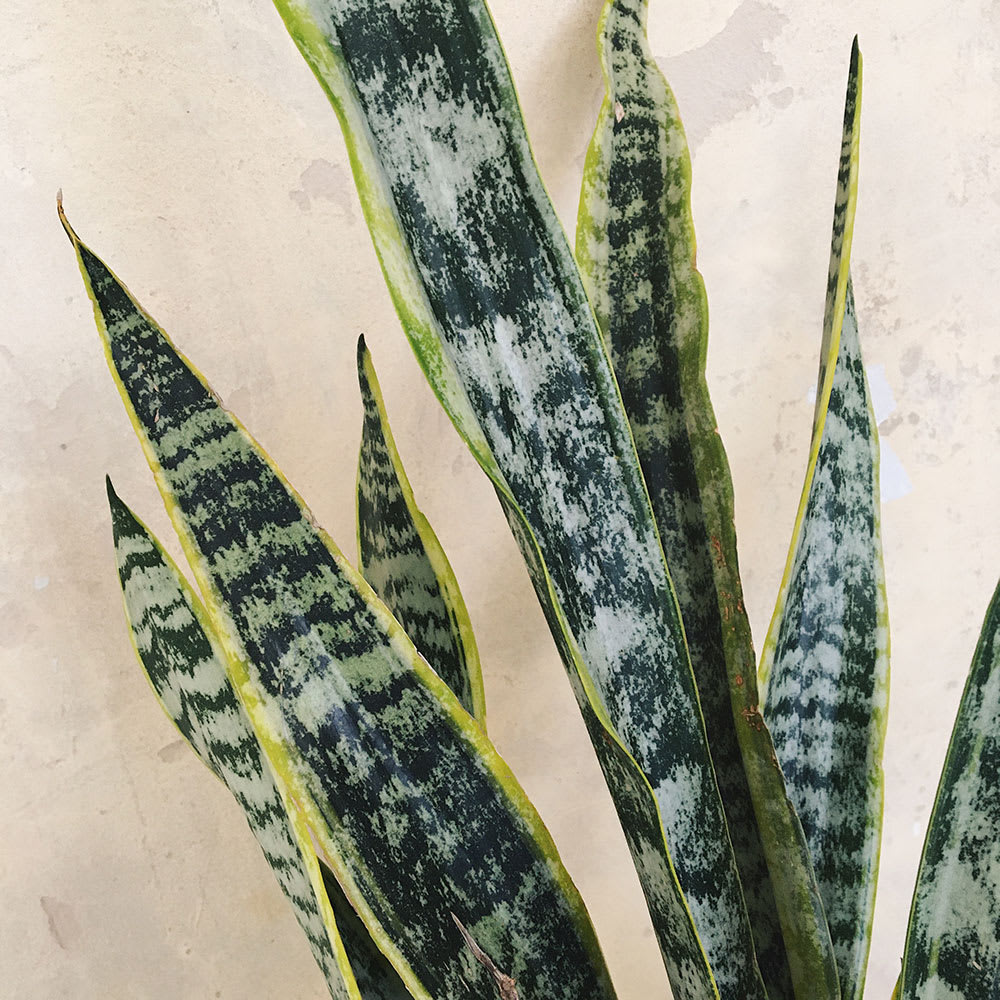 Sansevieria trifasciata - Imagen 2
