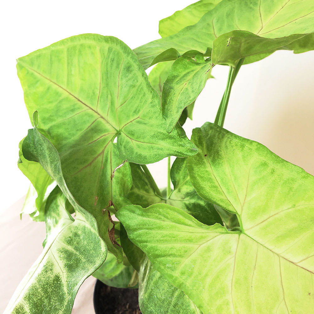 Syngonium Verde - Imagen 2