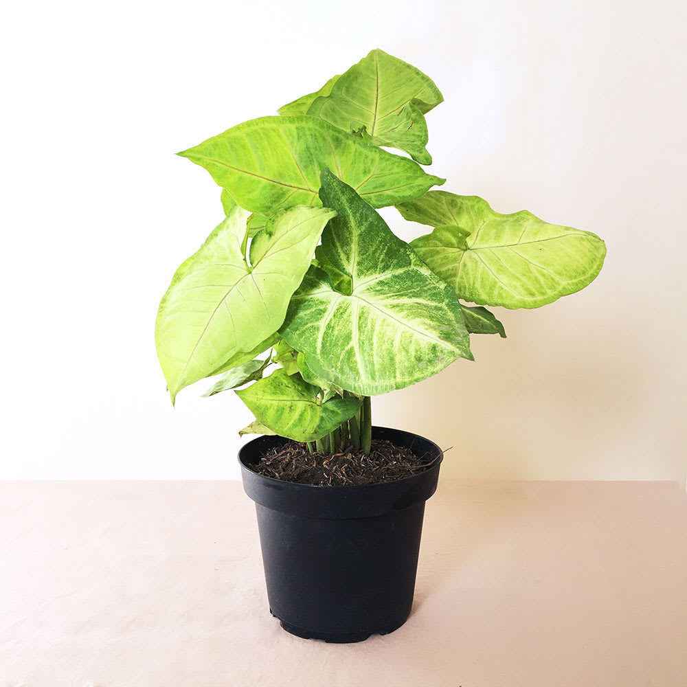 Syngonium Verde