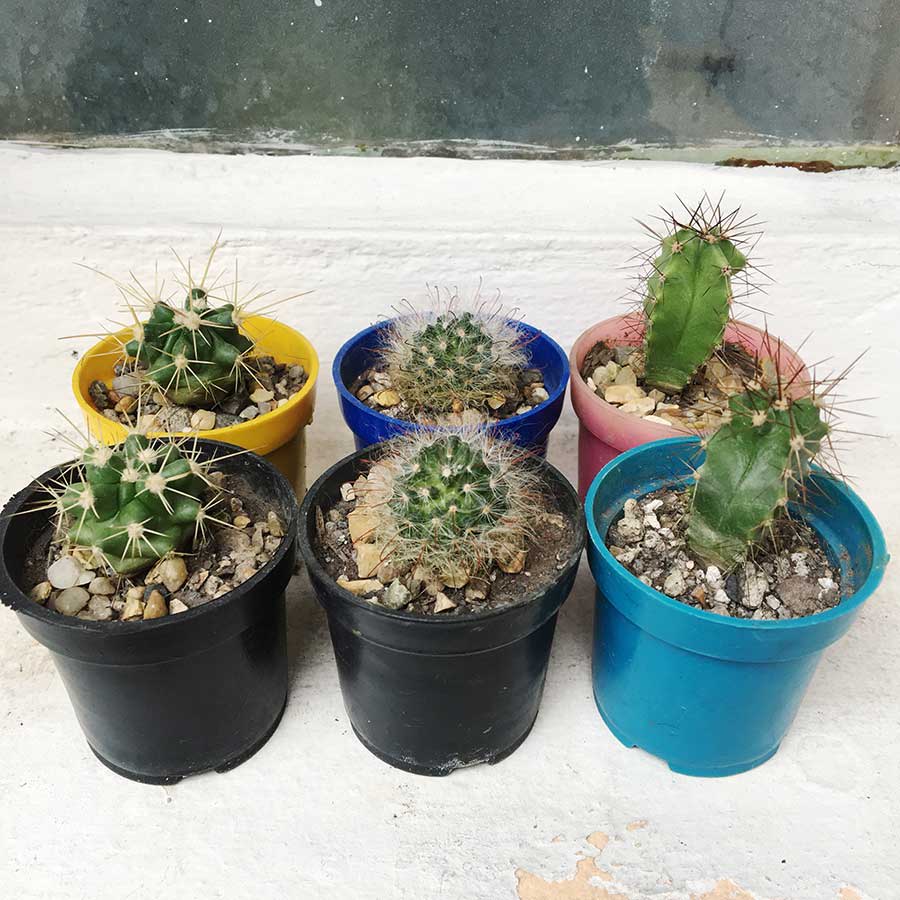 Cactus pequeño x6