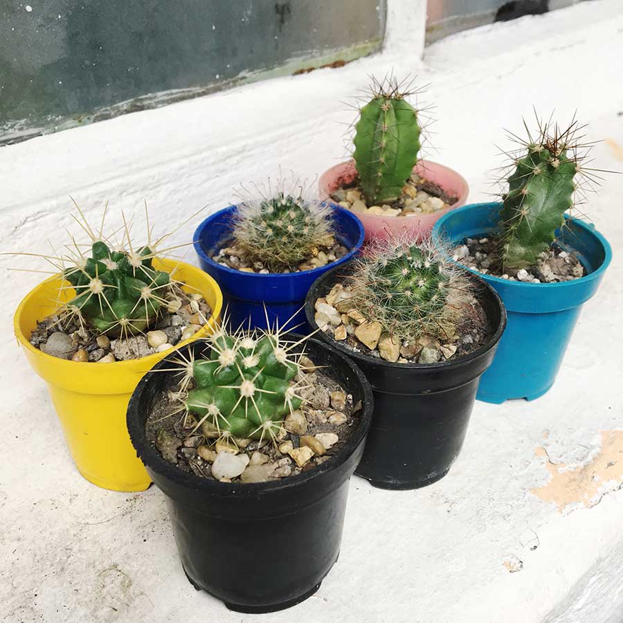 Cactus pequeño x6 - Imagen 2