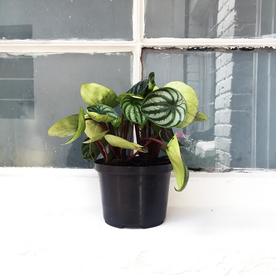 Peperomia Argyreia