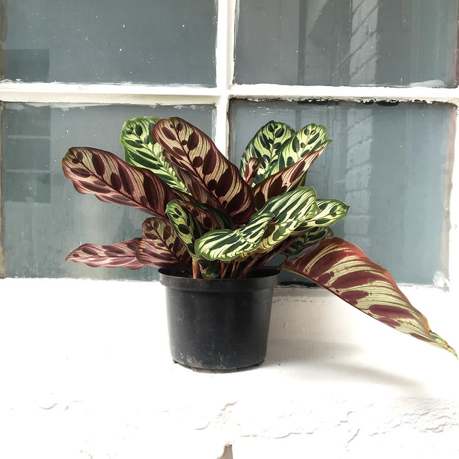 Calathea Makoyana